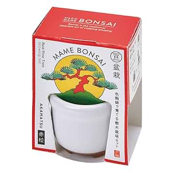 赤松盆栽♤♧ Transformation of Akamatsu Bonsai Tree - YouTube